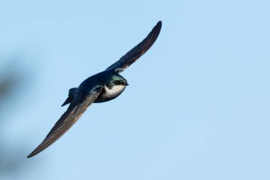 Victoria, British Columbia, Kanada 'da açık mavi gökyüzüne karşı uçan Ağaç Kırlangıcı.