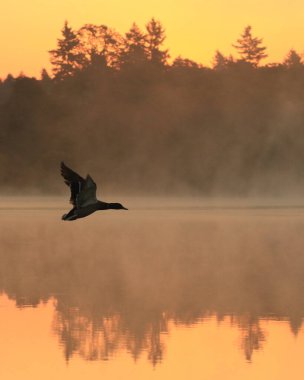 Victoria, British Columbia, Kanada 'daki sisli gölün üzerinde gün doğumunda uçan tek Mallard ördeği.