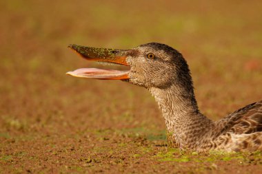 Single Northern Shoveler duck isolated on algae-covered water with bill or beak open in Victoria, British Columbia, Canada. clipart