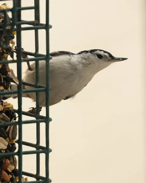 stock image White-breasted Nuthatch on a wire bird feeder in Pembroke, Ontario, Canada.