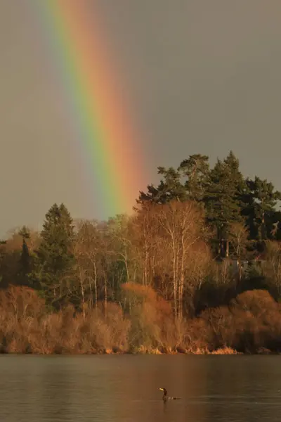 stock image A single Double-crested Cormorant floating in a lake with trees behind and the end of a rainbow in Victoria, British Columbia, Canada.