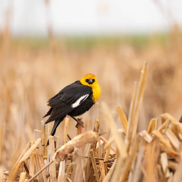 stock image A single Yellow-headed Blackbird on dry reeds in a marsh