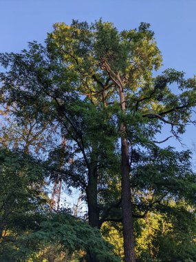 Ormanın güzel manzarası