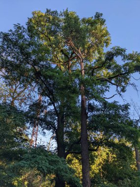 Ormandaki çam ağacı