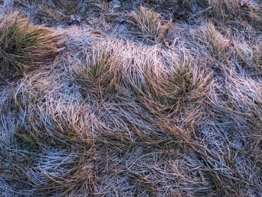 tarladaki kuru otlar