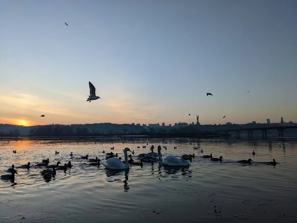 Birds Silhouettes Dnieper Kyiv — Stock Photo, Image
