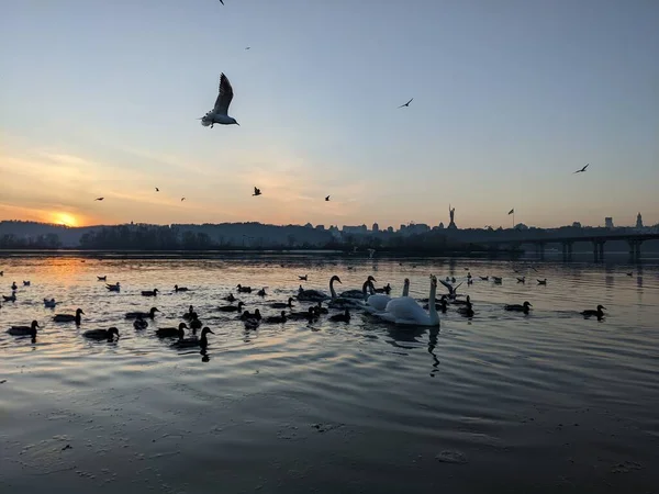 Birds Silhouettes Dnieper Kyiv — Stock Photo, Image