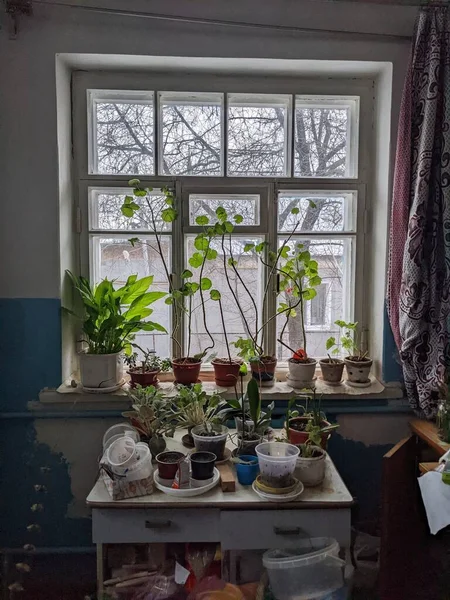Window Flowers Plants Pots — Stockfoto