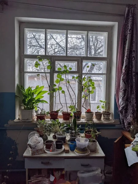 Window Flowers Plants Pots — Stockfoto