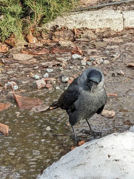 Closeup Shot Jackdaw Bird Drinking Water — ストック写真