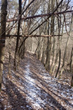 karla kaplı yolda kış orman