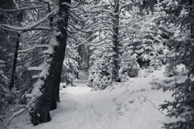 Çam karlı ormanda yolu olan güzel kış manzarası 