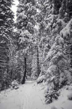 Çam karlı ormanda yolu olan güzel kış manzarası 