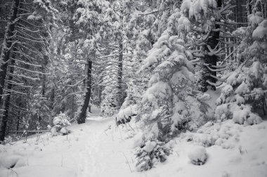 Siyah beyaz ağaçlarla kaplı kış ormanı 