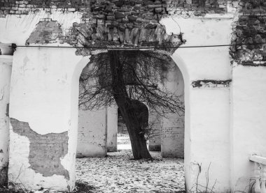 Oleksandriya Parkı, Bila Tserkva, Ukrayna 'daki eski bir binada büyüyen ağacın siyah beyaz fotoğrafı