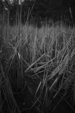 Nehir kıyısının kuru sazlıklarla kaplı siyah beyaz fotoğrafı