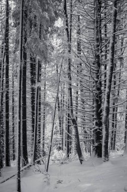 Güzel kış ormanı, siyah beyaz ağaçlarla kaplı. 