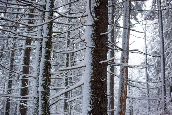 Hermoso Bosque Invierno Por Mañana — Foto de Stock