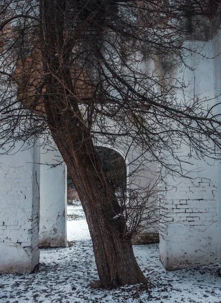 以树木和老旧建筑为背景的冬季景观 — 图库照片