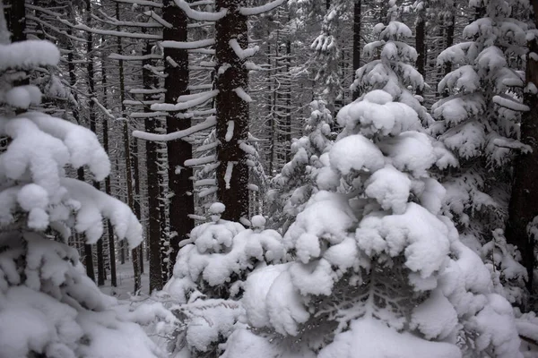 Snötäckta Träd Skogen — Stockfoto