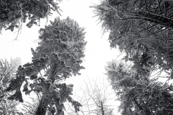 Zwart Wit Foto Van Een Boom Het Winterbos — Stockfoto