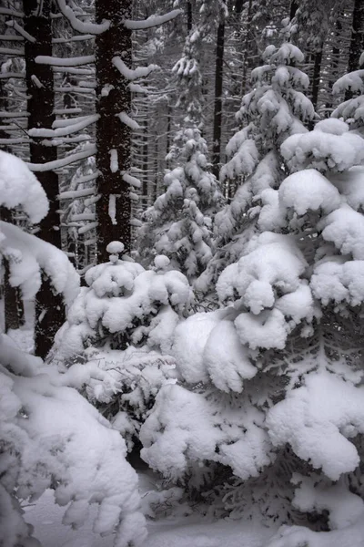 Foto Blanco Negro Árboles Cubiertos Nieve Bosque —  Fotos de Stock
