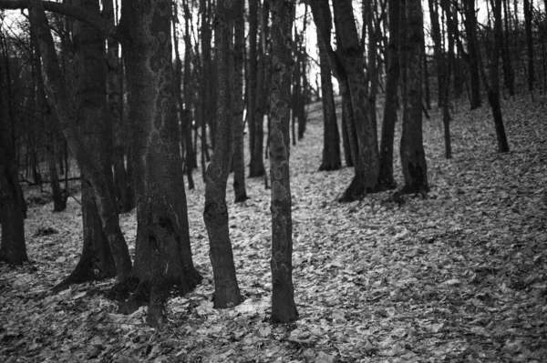 Fekete Fehér Fotó Őszi Erdő — Stock Fotó