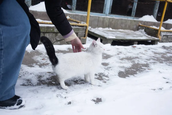 Woman Petting Cat Outdoors Winter Time — Stock Photo, Image