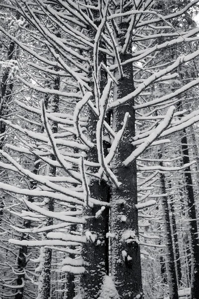 Foto Preto Branco Árvores Cobertas Neve Com Geada — Fotografia de Stock