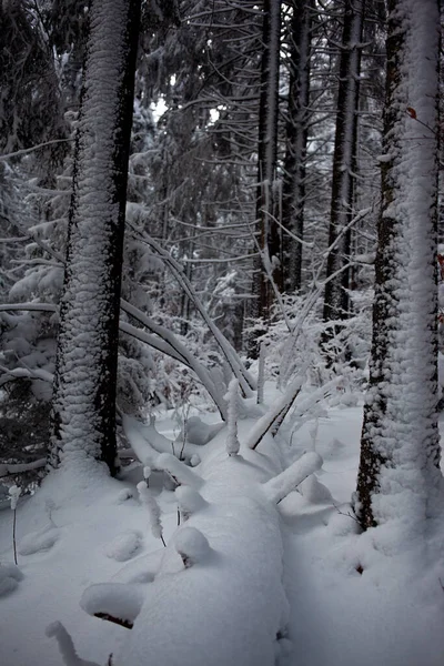 Bosque Invierno Nieve — Foto de Stock