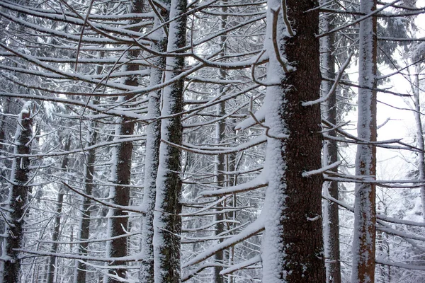 Winterwald Mit Schneebedeckten Bäumen — Stockfoto
