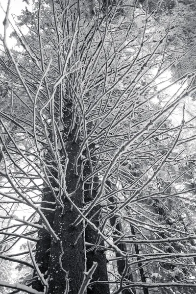 Czarno Białe Zdjęcie Pokrytych Śniegiem Drzew Mrozem — Zdjęcie stockowe