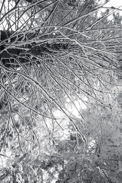 눈덮인 나뭇가지의 — 스톡 사진