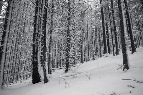 Πευκοδάσος Στο Χιόνι Δέντρα Και Κλαδιά Μαύρο Και Άσπρο — Φωτογραφία Αρχείου