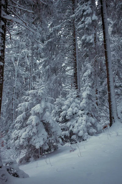 美丽的冬季森林 冰雪覆盖的树木 — 图库照片