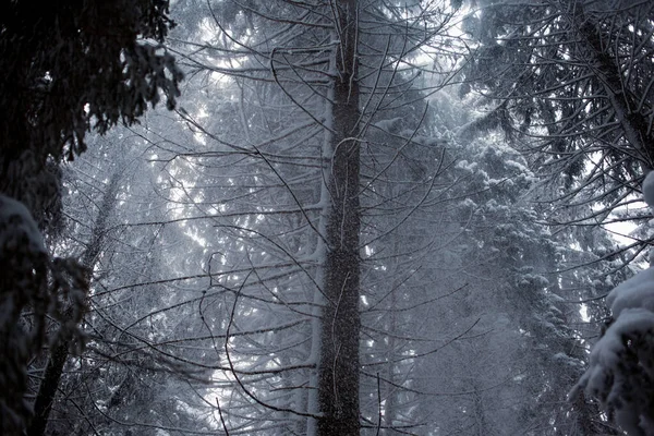 Prachtig Uitzicht Het Winterbos Landschap — Stockfoto