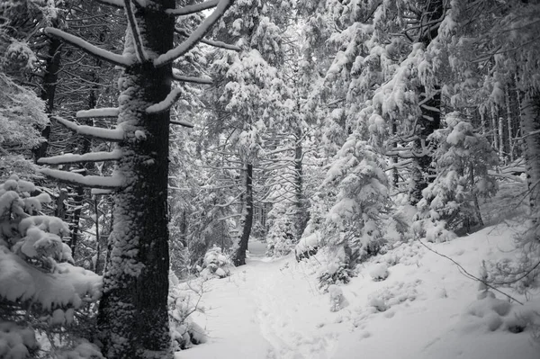 Snötäckta Träd Och Stig Vinterskogen — Stockfoto