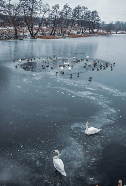 Красиві Білі Лебеді Качки Зимовому Озері — стокове фото