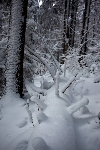 Schöner Wald Winter Bäume Schnee — Stockfoto