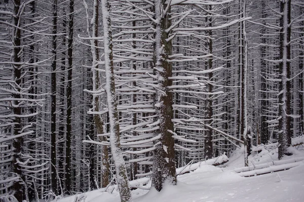Πευκοδάσος Χειμώνα Χιονισμένα Δέντρα Στα Βουνά — Φωτογραφία Αρχείου
