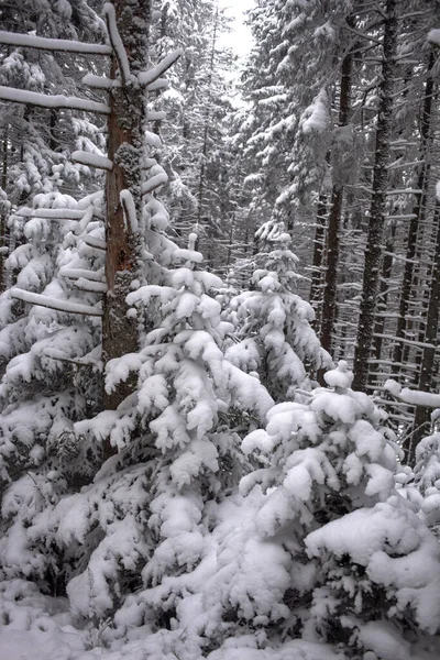Vackert Vinterlandskap Med Snötäckta Tallar — Stockfoto