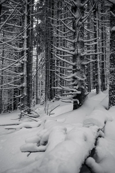Paisaje Invernal Con Árboles Cubiertos Nieve — Foto de Stock