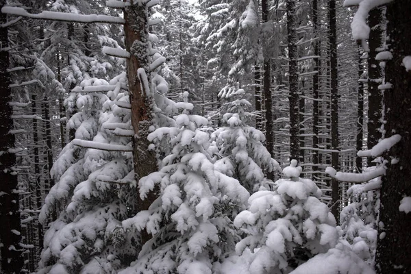 Piękny Zimowy Krajobraz Pokrytymi Śniegiem Drzewami — Zdjęcie stockowe