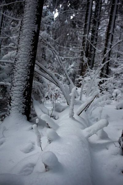 Foto Blanco Negro Del Bosque Invierno Con Árboles Cubiertos Nieve —  Fotos de Stock