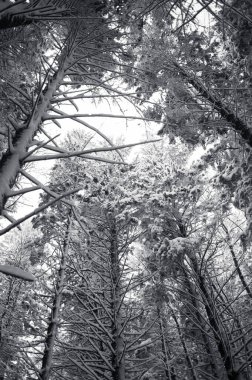 karla kaplı çam ağaçları gökyüzü zemininde