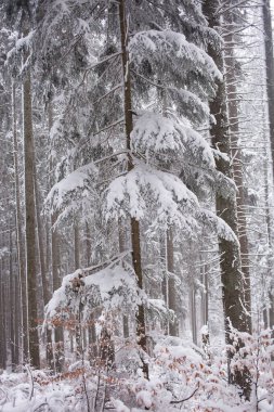Karla kaplı ağaçlarla kaplı kış manzarası