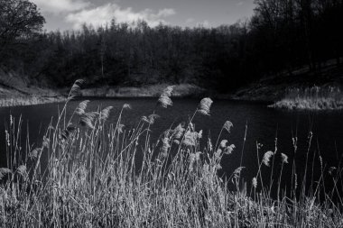 Nehir ve ağaçların siyah beyaz fotoğrafı