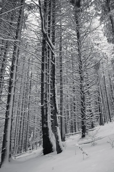 Belle Forêt Hiver Avec Des Arbres Enneigés Noir Blanc — Photo