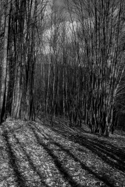 Bella Vista Della Foresta Naturale Bianco Nero — Foto Stock