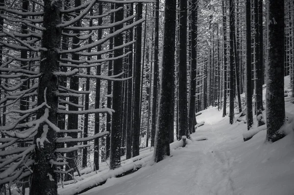 Χειμερινό Δάσος Μονοπάτι Χιονισμένα Δέντρα Μαύρο Και Άσπρο — Φωτογραφία Αρχείου